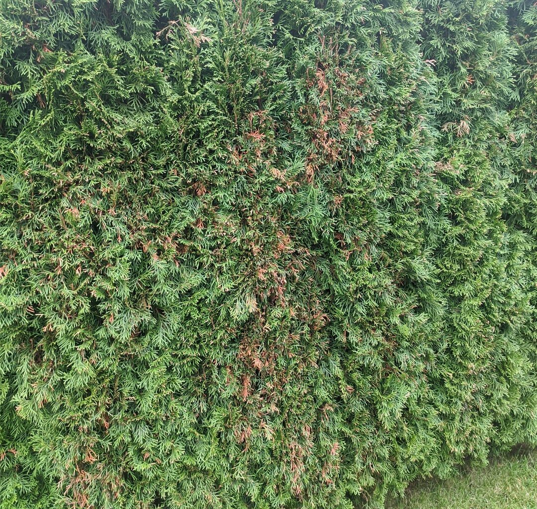 Geschnittene Thuja Smaragd wird Gelb/braun