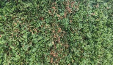 Geschnittene Thuja Smaragd wird Gelb/braun