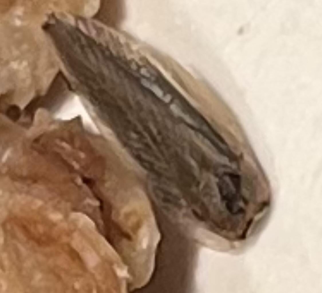 Küchen- oder Waldschabe?