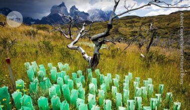 Carbon credits are failing to help with climate change. The idea that emissions can be offset through projects that claim to avoid releases or to remove carbon dioxide from the atmosphere is fatally flawed.