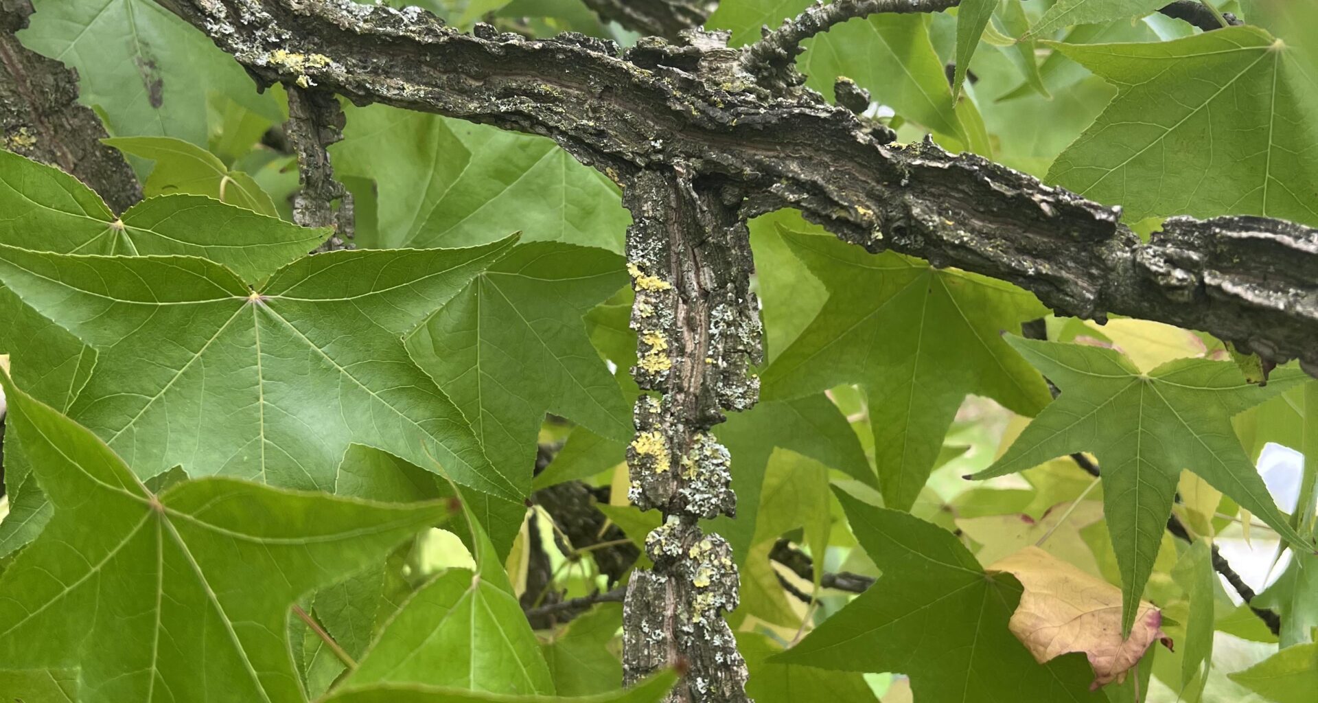 Rinde am Ahorn sieht komisch aus