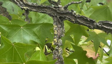 Rinde am Ahorn sieht komisch aus