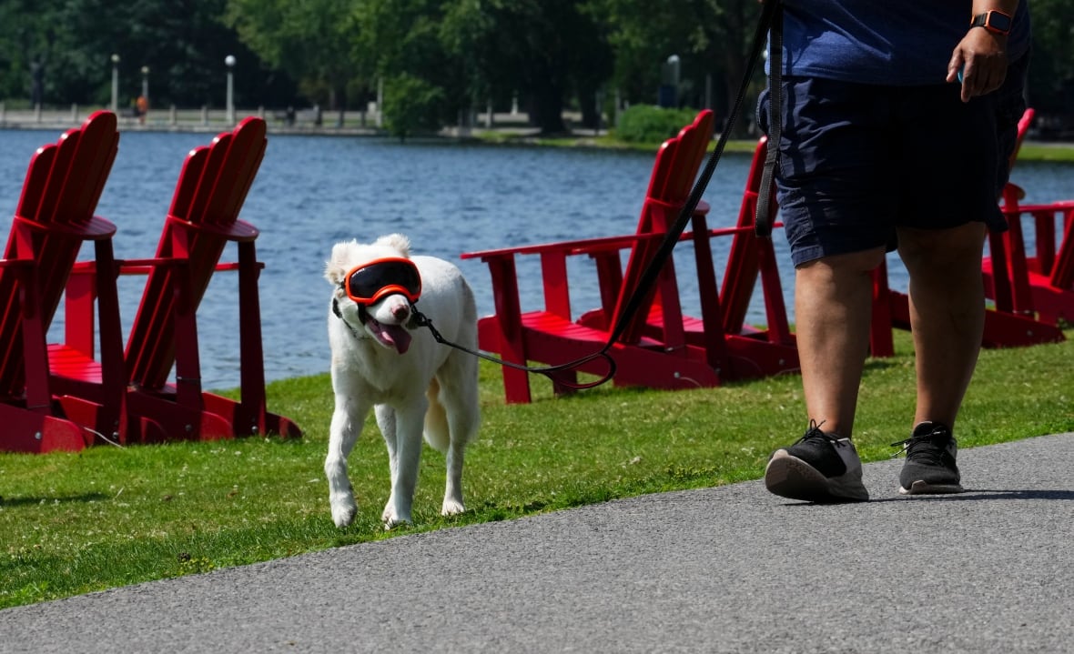 A dog wearing goggles.