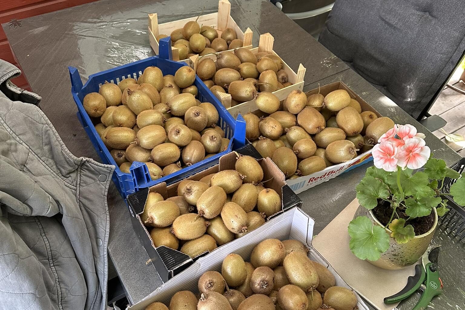 Heute habe ich meine Kiwi geerntet. Wie lagert ihr eure Kiwis ?