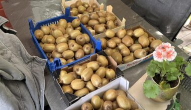 Heute habe ich meine Kiwi geerntet. Wie lagert ihr eure Kiwis ?