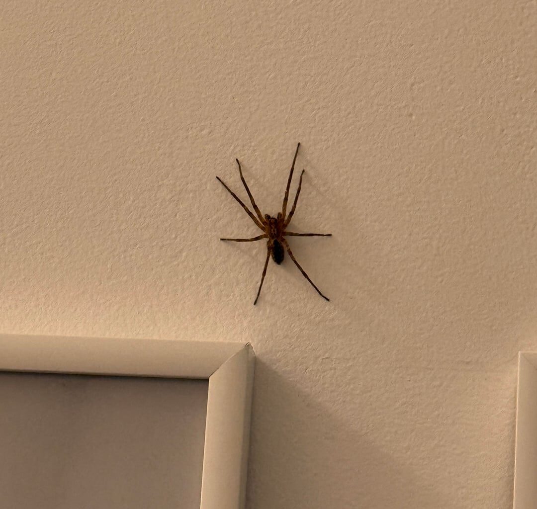Welche Spinne ist das ?