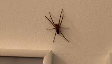 Welche Spinne ist das ?