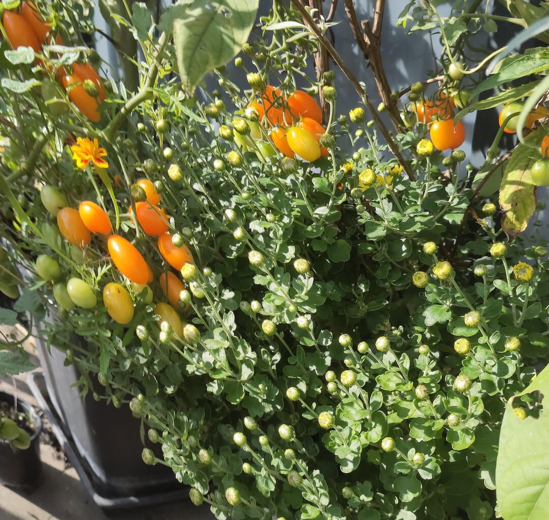 Ein Garten so weise angelegt, dass er vom Merz bis zum Oktober blüht