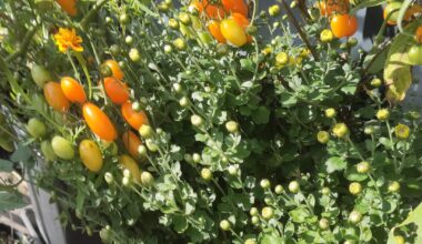 Ein Garten so weise angelegt, dass er vom Merz bis zum Oktober blüht