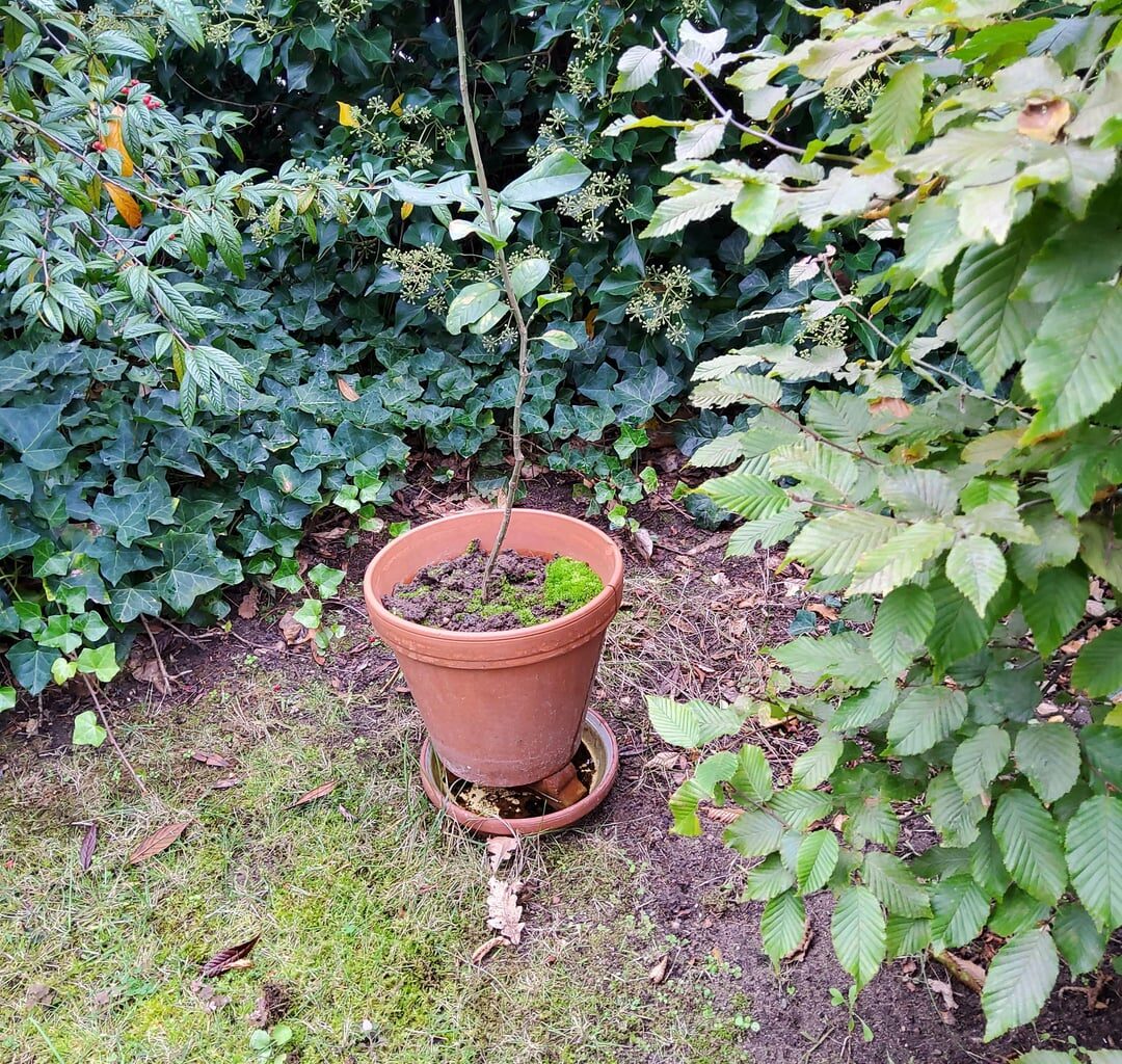 Eichhörnchen sei Dank