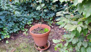 Eichhörnchen sei Dank