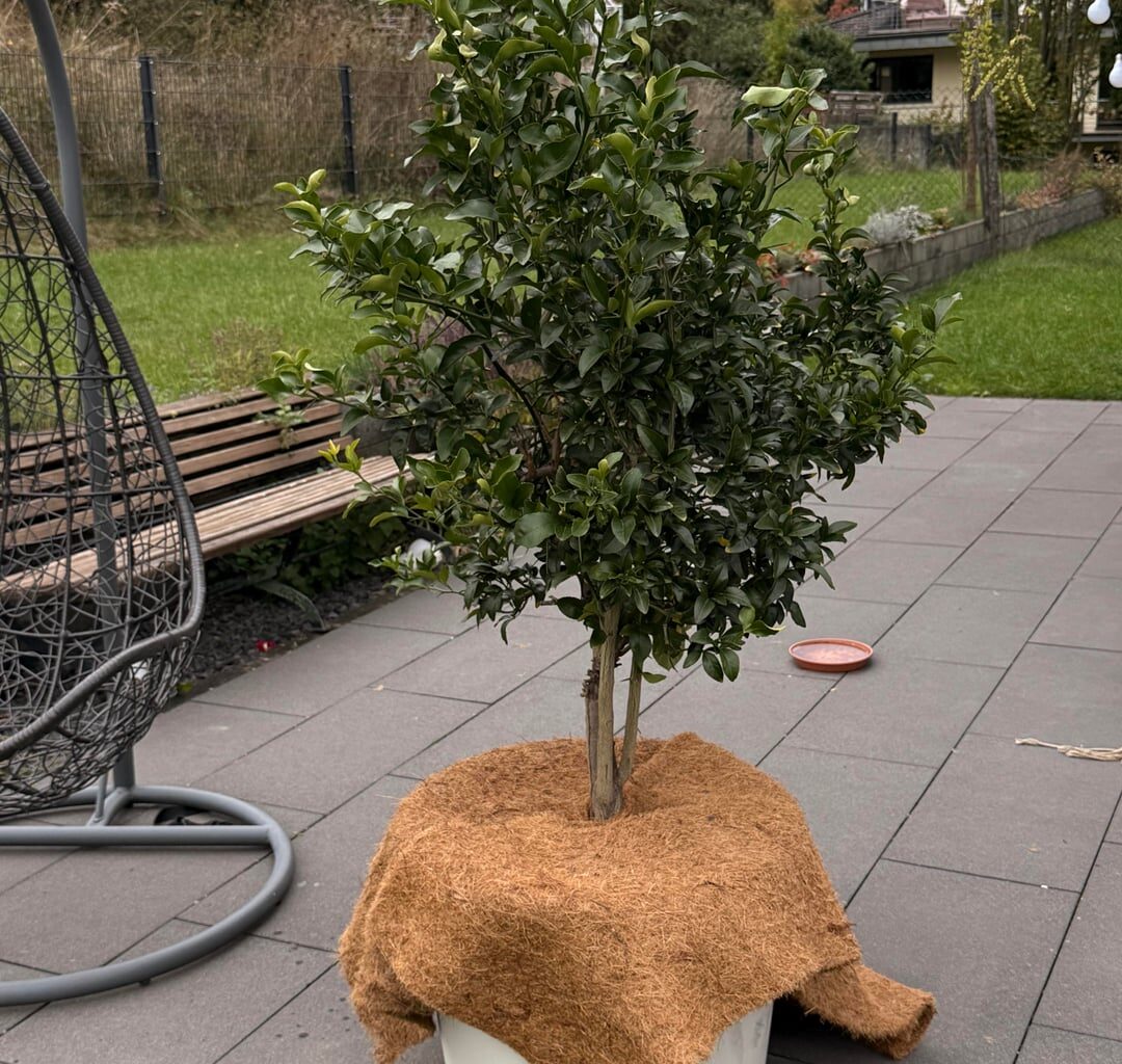 Zitronen Winterquartier