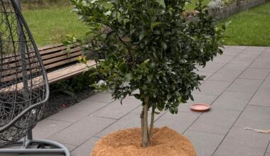 Zitronen Winterquartier