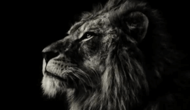 Mauvaise nouvelle...