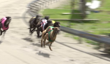 Greyhound racing sector urges Peters to meet with them as ban looms