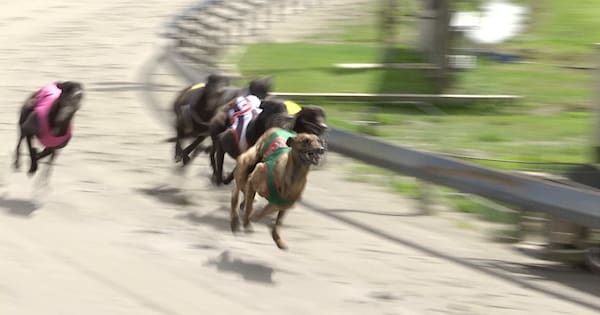 Greyhound racing sector urges Peters to meet with them as ban looms
