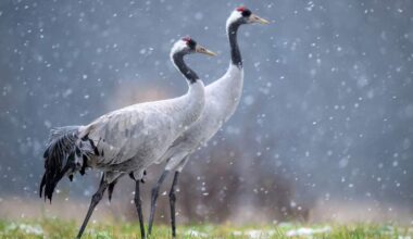 The two contaminated cranes were spotted near Howald.