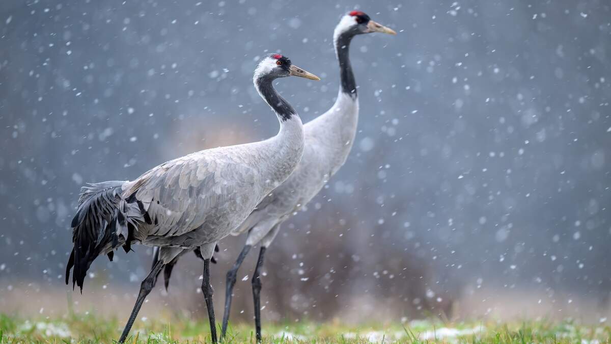 The two contaminated cranes were spotted near Howald.