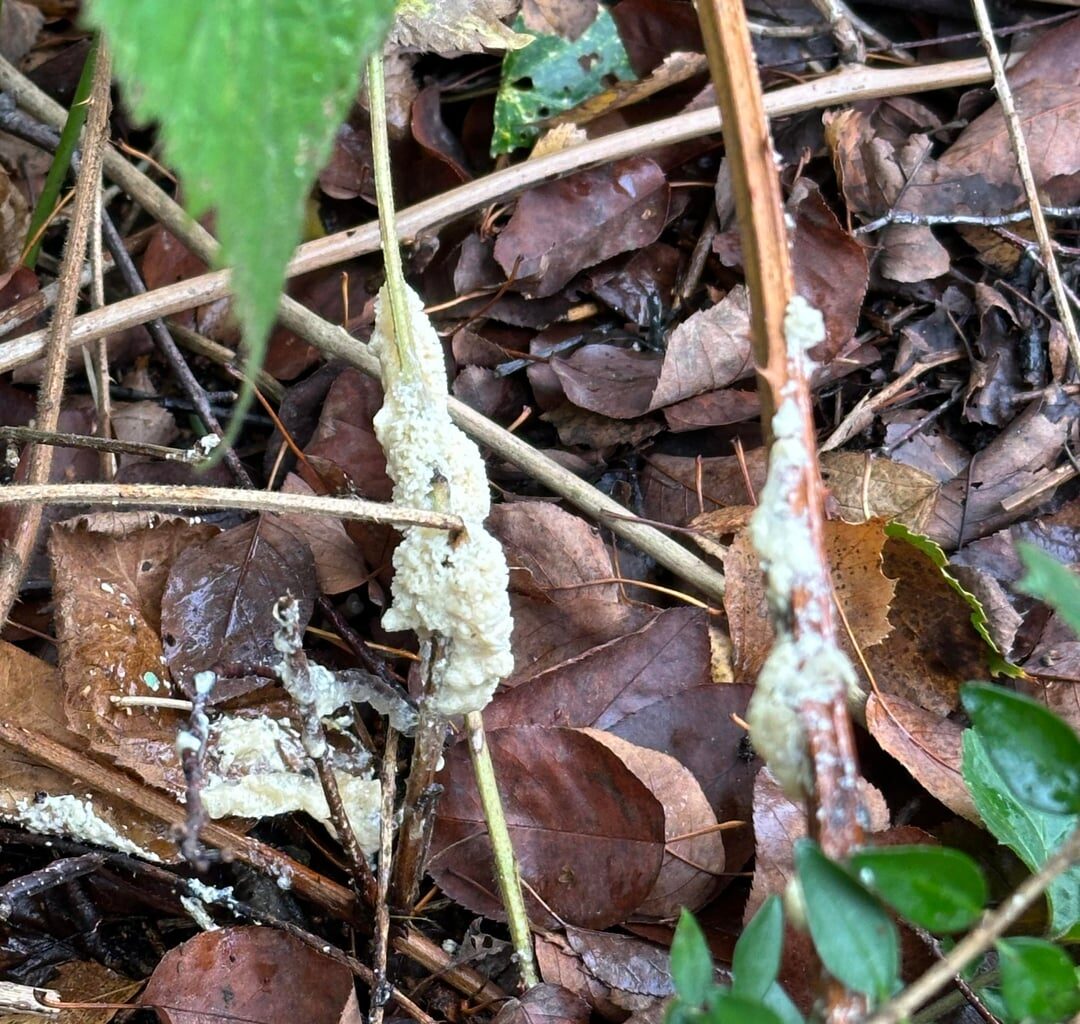 Was könnte das sein?