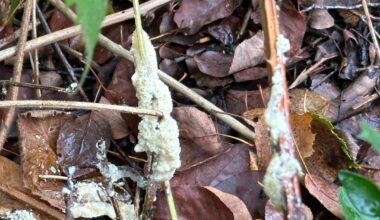 Was könnte das sein?