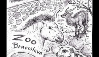 New drawing I made at Ba ZOO
