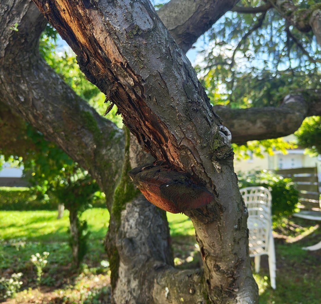Pilz an meinem Apfelbaum