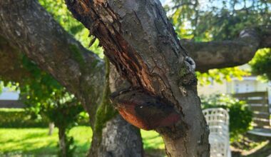 Pilz an meinem Apfelbaum