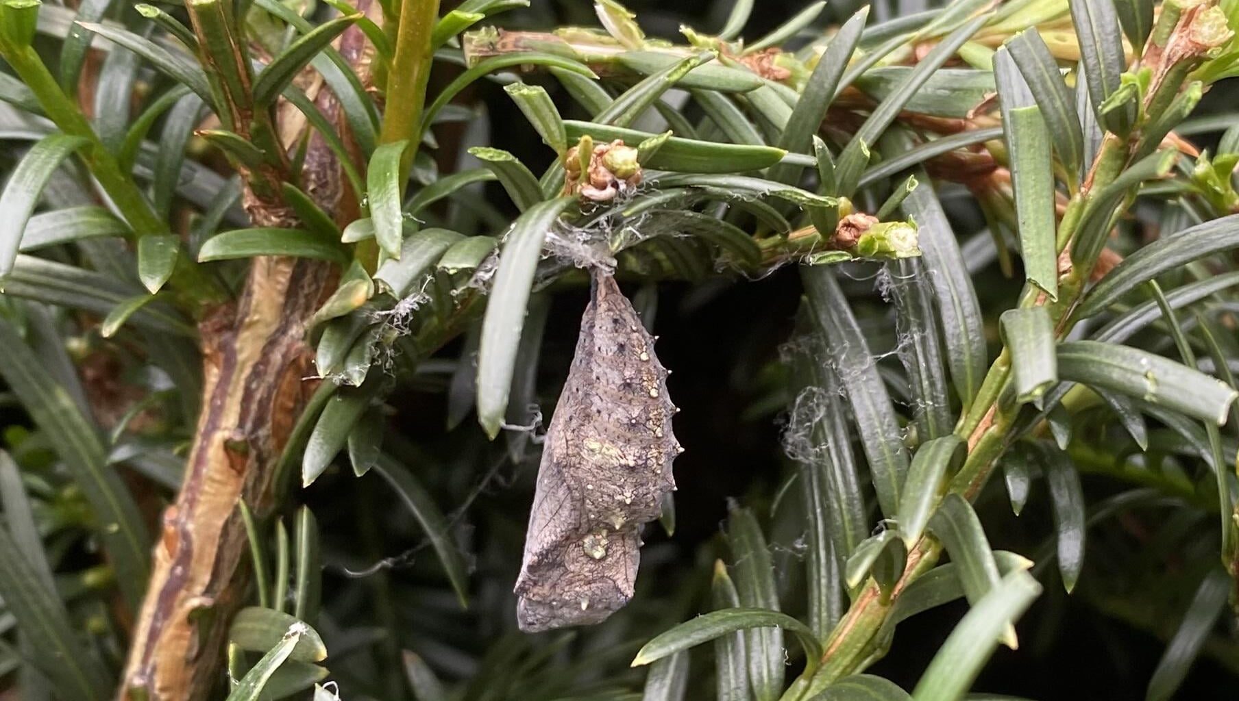 Welcher Schmetterling schlüpft aus diesem Kokon?