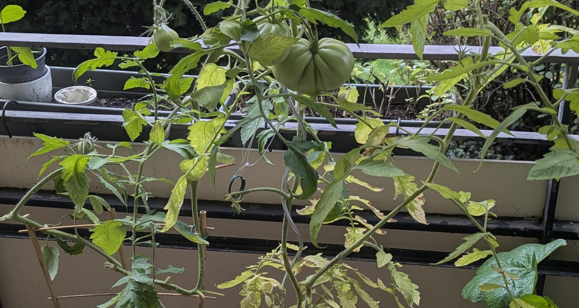 Grüne Tomaten ernten?