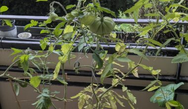 Grüne Tomaten ernten?