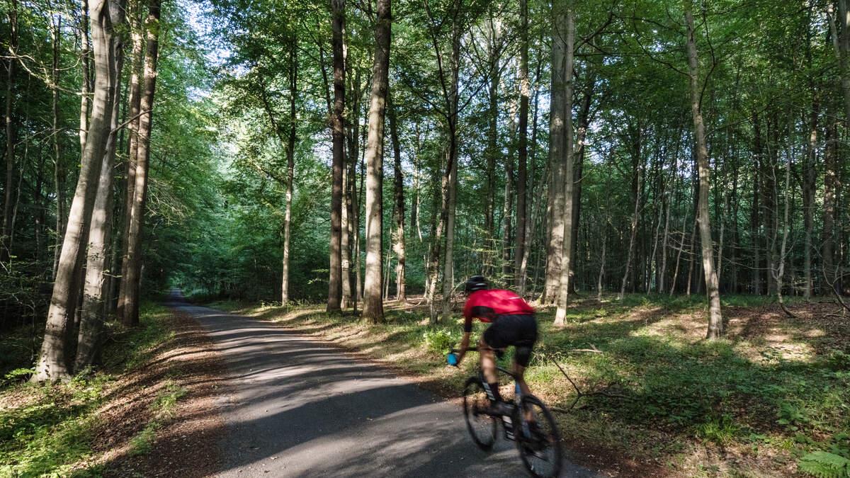 French-speaking woman calls emergency services to help injured man in Sonian Forest, but is only allowed to speak Dutch