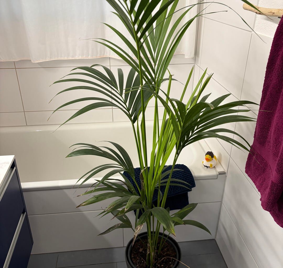 Darf ich die Blätter der „Kentiapalme“ abschneiden?