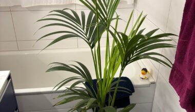 Darf ich die Blätter der „Kentiapalme“ abschneiden?