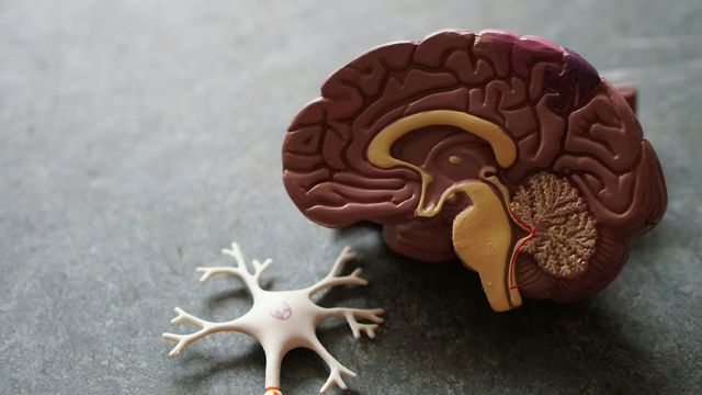 Alzheimer’s Risk Linked to APOE4’s Metabolic Impact