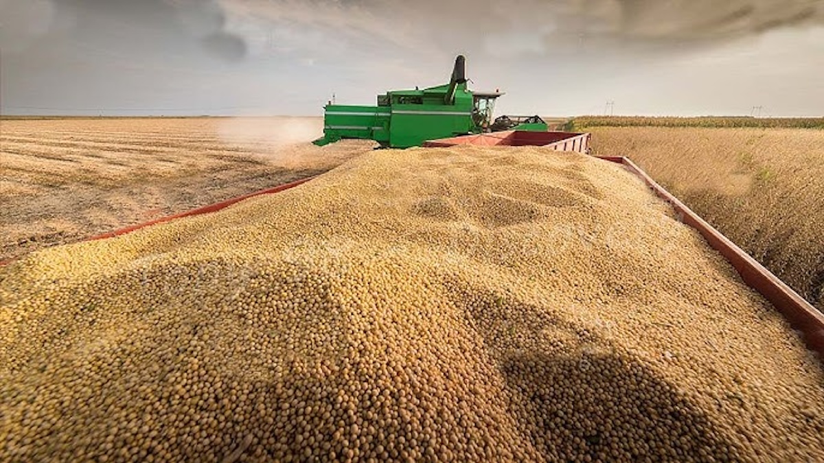China halts US soybean imports to hit Trump’s MAGA supporters