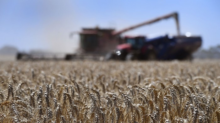 A paddock of wheat being harvested on a farm
