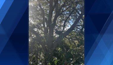Secret Service finds hunting stand prior to President Donald Trump's arrival