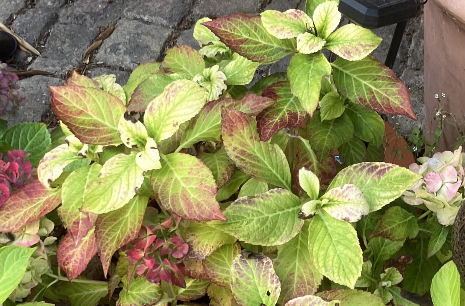 Was hat meine Hortensie