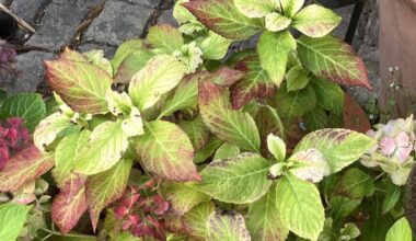 Was hat meine Hortensie