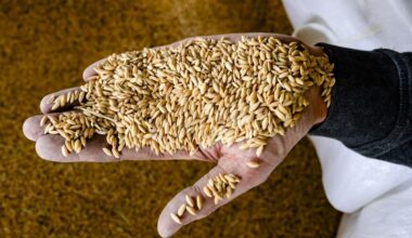 Sushi rice instead of potatoes? Swiss agriculture adapts to climate change