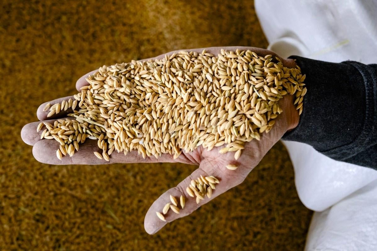 Sushi rice instead of potatoes? Swiss agriculture adapts to climate change