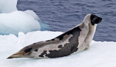Arctic seals edge closer to extinction as sea ice vanishes