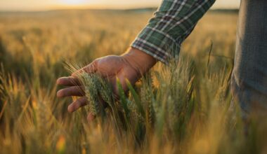 Hand examining wheat in field.