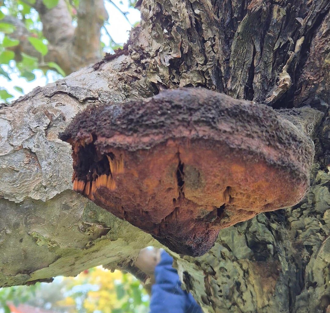 Pilz am Apfelbaum