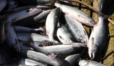 Iceland Foods Sets Global Benchmark For Seafood Sustainability