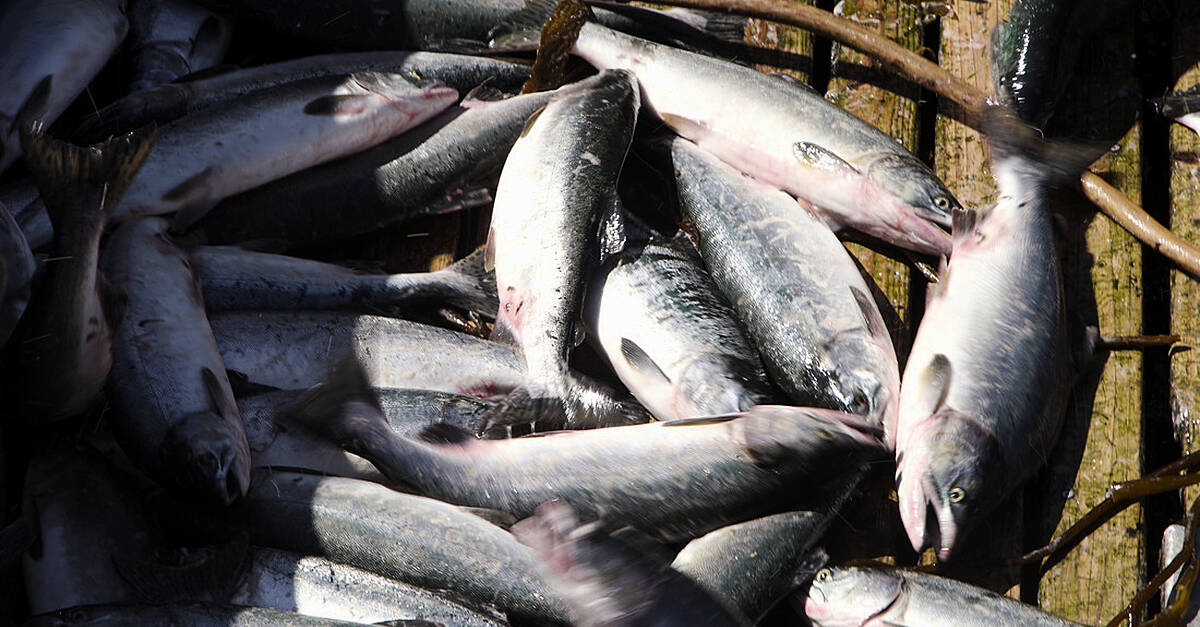 Iceland Foods Sets Global Benchmark For Seafood Sustainability