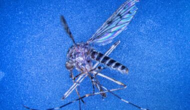 Mosquitoes found in Iceland for first time as climate crisis warms country