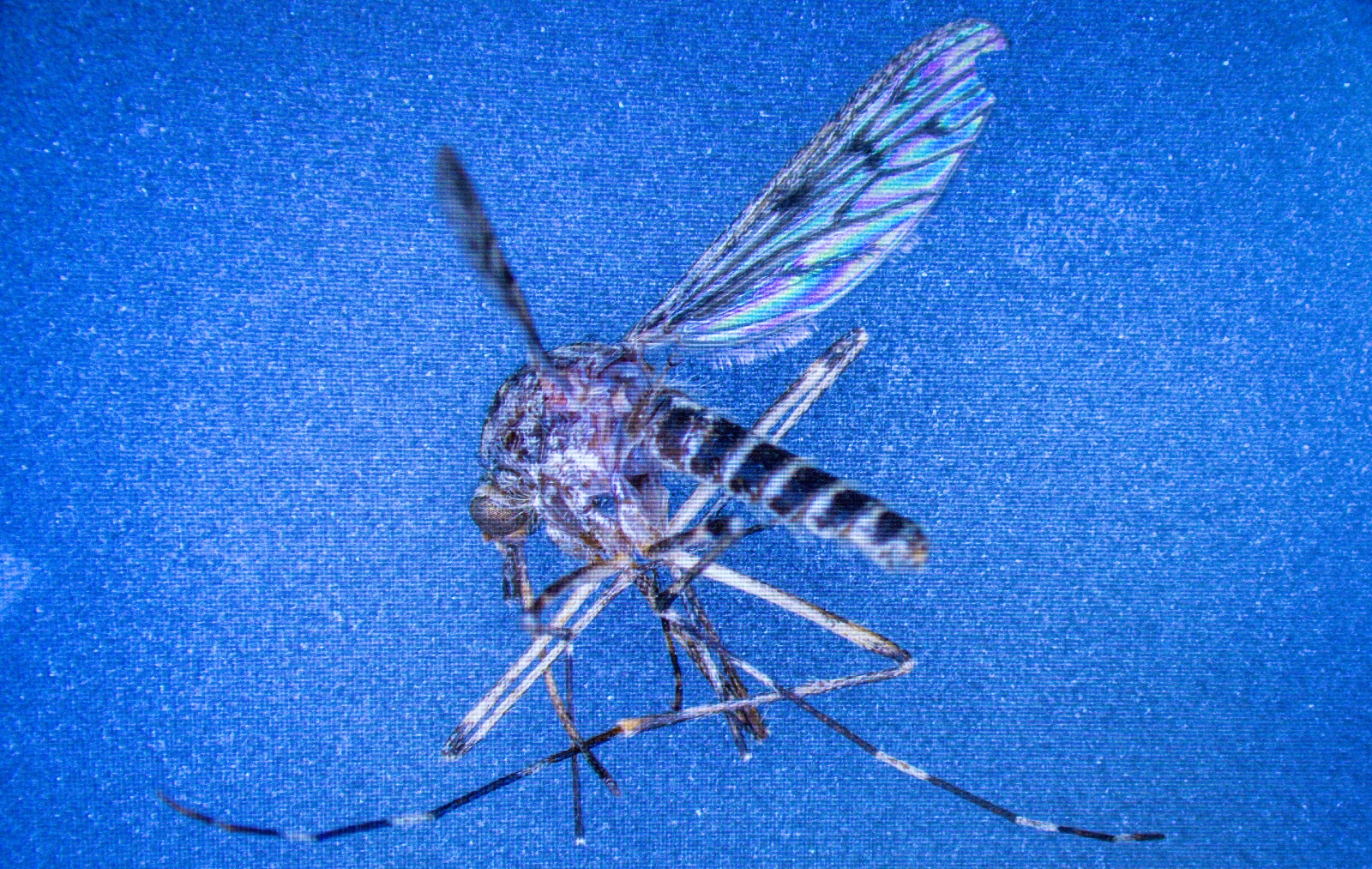 Mosquitoes found in Iceland for first time as climate crisis warms country