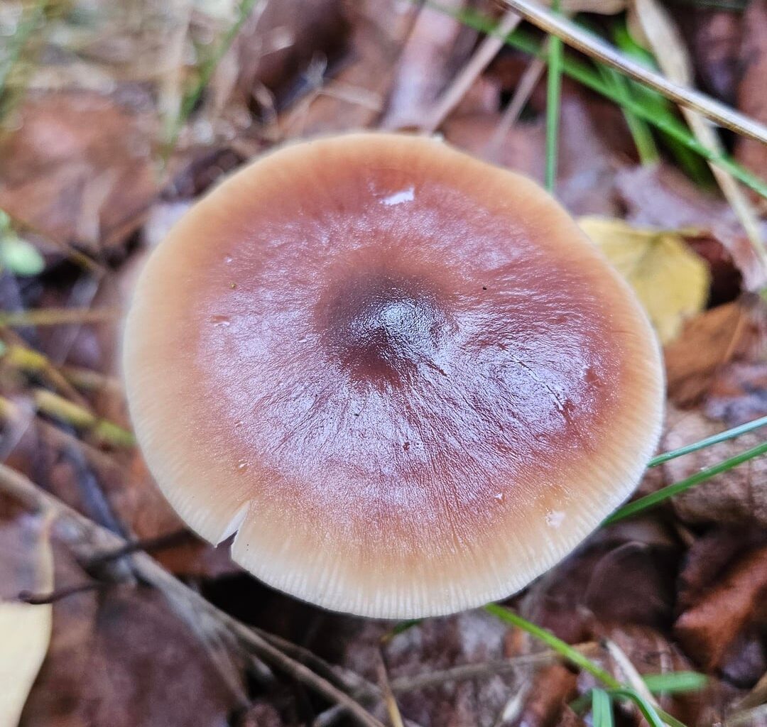 Bitte um Pilzbestimmung 😊