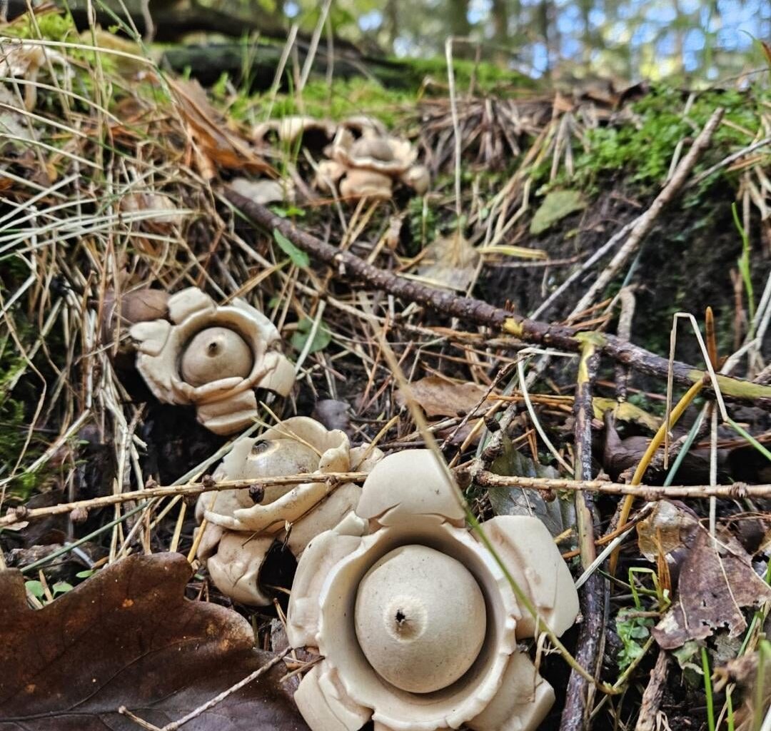 Im Wald gefunden und für schön befunden. 😊